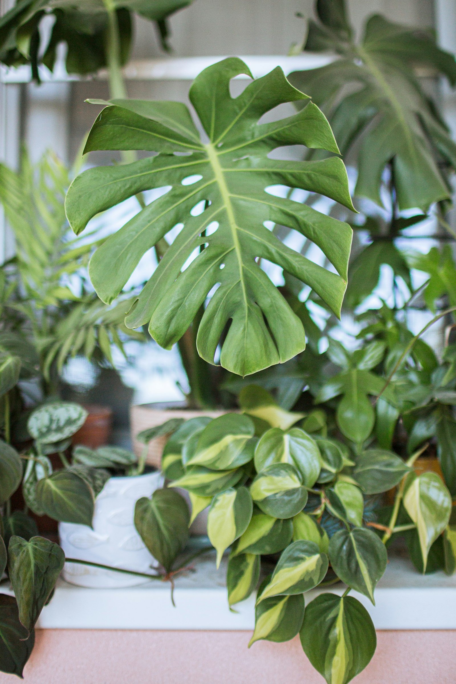 Daun monstera dan sirih gading dalam pot